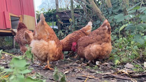 Cute-home-chickens-picking-food-in-the-winter-garden