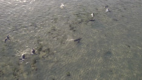 Vista-Por-Drones-Del-Juguetón-Grupo-De-Pingüinos-Magallánicos-Jugando-En-Aguas-Poco-Profundas-Por-La-Mañana-En-Bahía-Bustamante