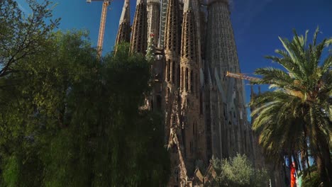 Tilting-Up-shot,-Trees,-Palm-Trees-revealing-the-Sagrada-Familia-Church,-bright-blue-sky-in-the-background