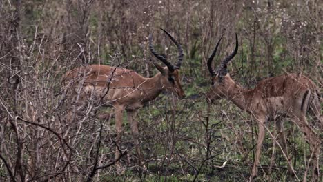 Impala-Männchen-Spielen-Zwischen-Den-Büschen-Mit-Ihren-Hörnern-Gegeneinander