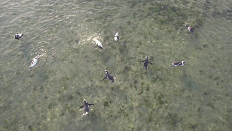 Drohne-Folgt-Einem-Schwarm-Pinguine,-Die-Spielerisch-Im-Seichten,-Klaren-Wasser-Nahe-Dem-Strand-Von-Bahia-Bustamante-Schwimmen