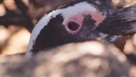 Super-Closeup-of-a-Penguin-Head,-details-of-eyes-and-beak-at-bahia-bustamante