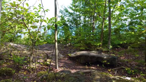 Aerial-dolly-in-Along-a-Forest-Path-Revealing-Verdant-Cliff-Side-on-Bruce-Peninsula,-Georgian-Bay