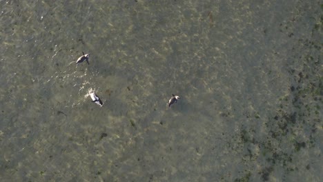 Weite-Drohnenaufnahme-Einer-Pinguinschar,-Die-Morgens-In-Bahia-Bustamante-Spielerisch-Im-Flachen-Teil-Des-Meeres-Schwimmt