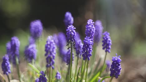 Eine-ästhetische,-Beruhigende-Nahaufnahme-Eines-Wunderschönen,-Farbenfrohen,-Lila-Blühenden-Lavendels-An-Einem-Sonnigen,-Warmen-Frühlingstag