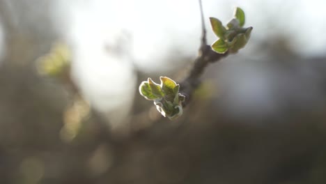 A-high-quality-close-up-of-green-flowering-buds-on-a-branch-during-sunset