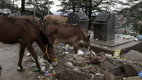 Animals,-Donkeys-eating-in-trash-yard