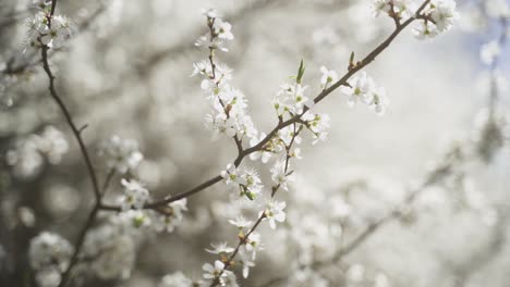 Eine-ästhetische-Nahaufnahme-Eines-Wunderschönen-Weiß-Blühenden-Zweigs-An-Einem-Strauch,-Der-Im-Fokus-Steht-Und-An-Einem-Schönen-Warmen-Frühlingstag-Leicht-Im-Frühlingswind-Weht