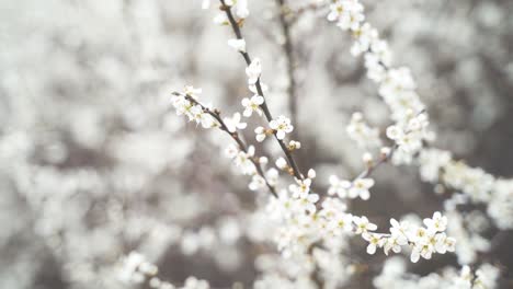 A-close-up-of-delicate,-white-flowering-flowers-on-a-branch-with-buds-that-blow-gently-in-the-wind-on-a-beautiful-spring-day