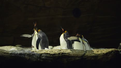 Pingüinos-Rey-Haciendo-Sonido-Y-Batiendo-Sus-Alas-En-El-Parque-Zoológico