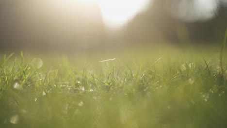 Eine-Nahaufnahme-Eines-Grasgrünen-Rasens,-Der-Sich-An-Einem-Warmen,-Sonnigen-Frühlingstag-Während-Des-Sonnenuntergangs-Langsam-Im-Wind-Bewegt