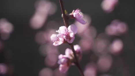 Eine-Hochwertige,-ästhetische-Nahaufnahme-Einer-Wunderschön-Blühenden-Kirschblüte-An-Einem-Warmen,-Sonnigen-Frühlingstag