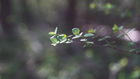 An-aesthetic-close-up-of-a-beautiful,-green-flowering-branch-in-a-forest,-which-blows-gently-in-the-spring-wind