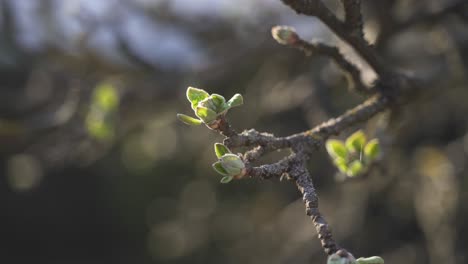 A-high-quality,-aesthetic-close-up-of-green-flowering-buds-on-a-branch-during-sunset