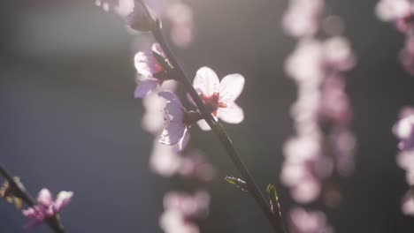 Eine-Hochwertige,-ästhetische-Nahaufnahme-Einer-Wunderschön-Blühenden-Kirschblüte-An-Einem-Warmen,-Sonnigen-Frühlingstag