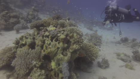 Scuba-Diver-Girl-under-water-in-the-Red-sea-beside-the-corals-and-surrounded-by-marine-life-with-the-magic-of-sunlight-shot-on-RAW-Cine-Style-color-profile