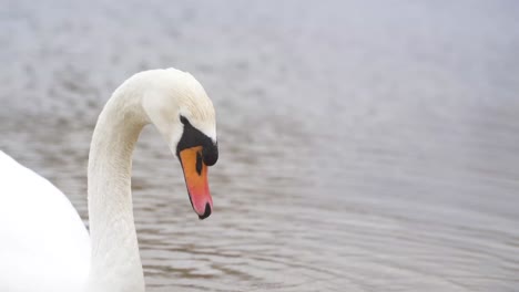 A-close-up-of-a-beautiful,-colourful-swan-swimming-and-eating-in-a-lake