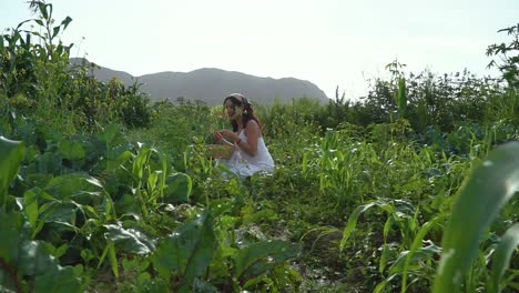 Woman-Wearing-White-Dress-Picking-Up-Vegetables-From-Green-Land,-Lima,-Peru