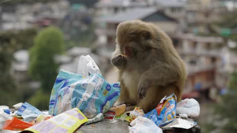 Animals,-Monkeys-eating-in-trash-yard
