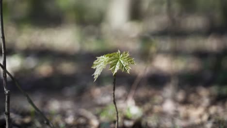An-aesthetic-close-up-of-a-small-growing-green-maple-tree-in-the-forest,-gently-blowing-in-the-spring-wind-on-a-beautiful-warm-spring-day