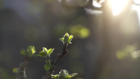 A-high-quality,-aesthetic-close-up-of-green-flowering-buds-on-a-branch-during-sunset