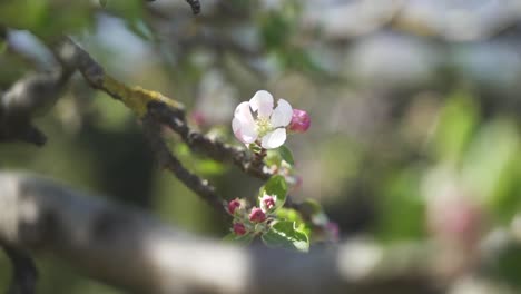 An-aesthetic,-calm-close-up-of-beautiful,-colourful-flowering-apple-tree-branch-on-a-sunny,-warm-spring-day