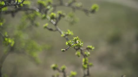 Eine-ästhetische-Nahaufnahme-Eines-Wunderschönen-Grünen-Blühenden-Zweigs-Auf-Einem-Feld,-Der-Im-Fokus-Steht-Und-An-Einem-Schönen-Warmen-Frühlingstag-Leicht-Im-Frühlingswind-Weht
