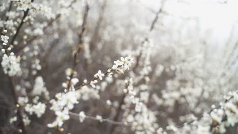 Un-Primer-Plano-De-Maravillosas-Flores-Blancas-En-Una-Rama-Con-Capullos-Que-Soplan-Suavemente-Con-El-Viento-En-Un-Hermoso-Día-De-Primavera