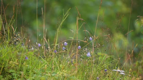 Bluebells,-grass,-and-weeds-on-the-lush-green-summer-meadow