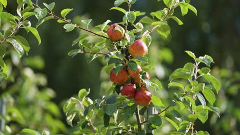 Manzanas-Maduras-Y-Jugosas-Iluminadas-Por-El-Cálido-Sol-En-El-Huerto-De-Hardanger,-Noruega