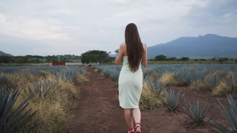 Backview-of-young-female-model-walking-between-a-pineapple-field-at-dusk-in-Mexico---Follow-slow-motion-shot