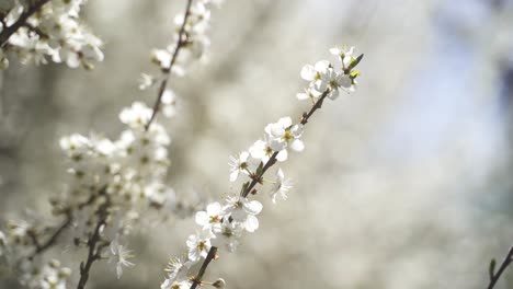An-aesthetic-close-up-of-a-beautiful-white-flowering-branch-on-a-shrub-that-is-in-focus-and-blowing-lightly-in-the-spring-wind-on-a-beautiful-warm-spring-day