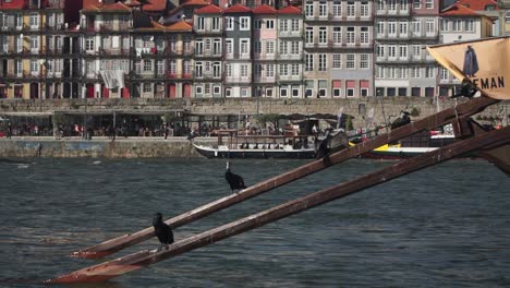 Einspielaufnahme,-Vögel-Stehen-An-Der-Ruderpinne-Des-Bootes,-Touristenspaziergänge-In-Der-Altstadt-Von-Porto,-Portugal