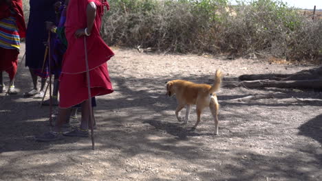 Slow-Motion-of-Dog,-Pet-of-Maasai-Tribe-People,-Walking-on-Dusty-Ground-in-African-Savannah
