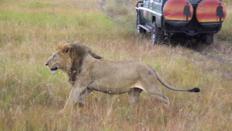 Slow-Motion-on-African-Lion-Running-Behind-Safari-Vehicle-in-Savannah-on-Natural-Park-Reserve