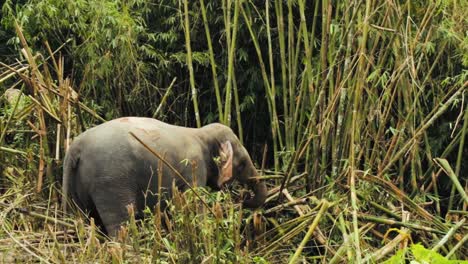 Elefante-Tailandés-Frena-El-árbol-De-Bambú.