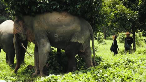 Zwei-Thailändische-Elefanten-Suchen-Unter-Einem-Baum-Zuflucht-Vor-Der-Sonne