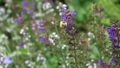 Bee-on-Flower-in-Lawn-in-Austria