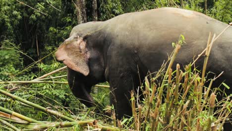 Der-Thailändische-Elefant-Genießt-Bambusblätter-Und-Freiheit