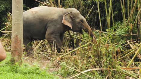 Elefante-Tailandés-Rompe-Un-árbol-De-Bambú-Y-Disfruta-De-Sus-Hojas.