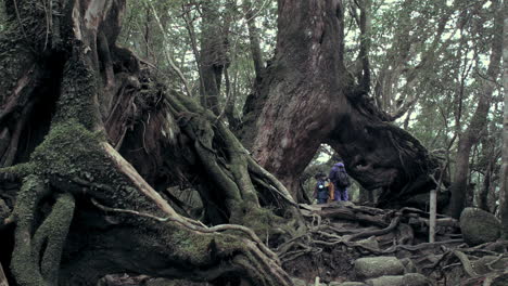 Hikers-exploring-ancient-Japanese-ceder-tree-in-Yakushima,-Japan