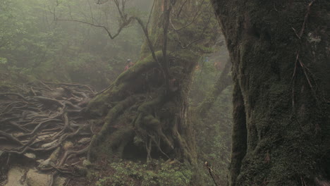 Hiker-walking-past-ancient-Japanese-Ceder-Tree-in-Yakushima,-Japan
