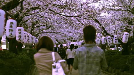 Crowds-walking-through-Cherry-Blossoms-in-Kamakura,-Japan