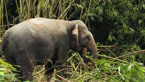 El-Elefante-Tailandés-Come-Hojas-De-Bambú-En-El-Bosque-De-Bambú.