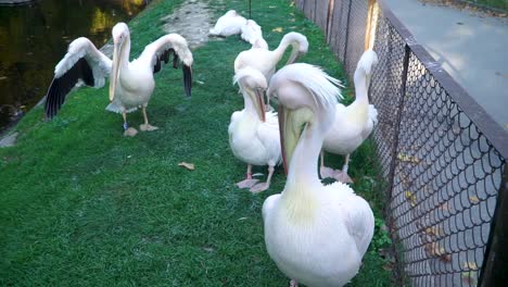 Pelicans-in-the-zoo-cleaning-themselves