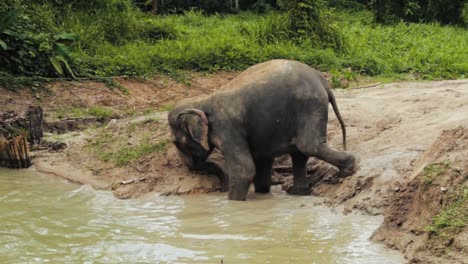 Old-elephant-supporting-her-self-with-trunk-to-enter-the-lake