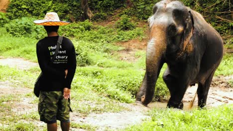 Injured-old-female-elephant-walking-out-from-the-pond-to-her-mahout-to-ask-for-banana