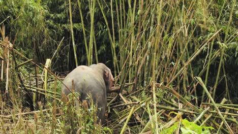 Junger-Elefant-Kämpft-Darum,-Bambus-Im-Wald-Zu-Brechen