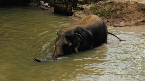 Thailändischer-Elefant,-Der-Ein-Bad-In-Einem-See-Genießt