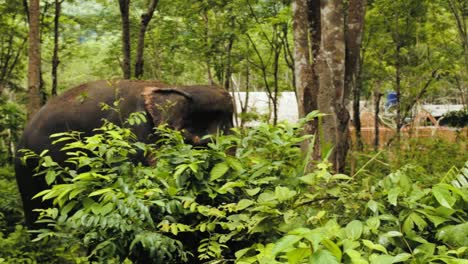Elefante-Tailandés-Arroja-Tierra-Sobre-Su-Espalda.
